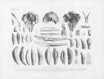 Van Beneden & Gervais (1880, pl. 20) Van Beneden & Gervais (1880, pl. 20)