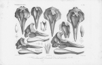 Van Beneden & Gervais (1880, pl. 21) Van Beneden & Gervais (1880, pl. 21)