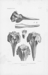 Van Beneden & Gervais (1880, pl. 21 bis) Van Beneden & Gervais (1880, pl. 21 bis)