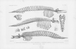 Van Beneden & Gervais (1880, pl. 22) Van Beneden & Gervais (1880, pl. 22)