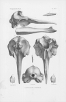 Van Beneden & Gervais (1880, pl. 24) Van Beneden & Gervais (1880, pl. 24)