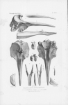 Van Beneden & Gervais (1880, pl. 26) Van Beneden & Gervais (1880, pl. 26)
