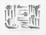 Van Beneden & Gervais (1880, pl. 27) Van Beneden & Gervais (1880, pl. 27)