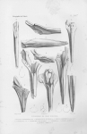 Van Beneden & Gervais (1880, pl. 27 bis) Van Beneden & Gervais (1880, pl. 27 bis)