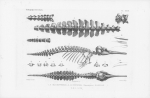Van Beneden & Gervais (1880, pl. 29) Van Beneden & Gervais (1880, pl. 29)