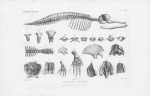 Van Beneden & Gervais (1880, pl. 30) Van Beneden & Gervais (1880, pl. 30)