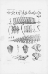 Van Beneden & Gervais (1880, pl. 32) Van Beneden & Gervais (1880, pl. 32)