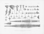 Van Beneden & Gervais (1880, pl. 35) Van Beneden & Gervais (1880, pl. 35)