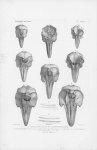 Van Beneden & Gervais (1880, pl. 36) Van Beneden & Gervais (1880, pl. 36)