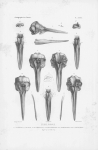 Van Beneden & Gervais (1880, pl. 39) Van Beneden & Gervais (1880, pl. 39)