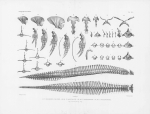 Van Beneden & Gervais (1880, pl. 40) Van Beneden & Gervais (1880, pl. 40)