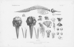 Van Beneden & Gervais (1880, pl. 41) Van Beneden & Gervais (1880, pl. 41)