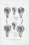 Van Beneden & Gervais (1880, pl. 47) Van Beneden & Gervais (1880, pl. 47)