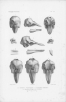 Van Beneden & Gervais (1880, pl. 56) Van Beneden & Gervais (1880, pl. 56)