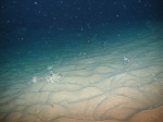 Ripple marks clearly showing the presence of deep water bottom currents
