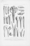 Van Beneden & Gervais (1880, pl. 57) Van Beneden & Gervais (1880, pl. 57)
