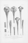 Van Beneden & Gervais (1880, pl. 58) Van Beneden & Gervais (1880, pl. 58)