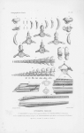 Van Beneden & Gervais (1880, pl. 60) Van Beneden & Gervais (1880, pl. 60)