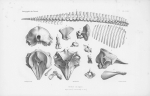 Van Beneden & Gervais (1880, pl. 61) Van Beneden & Gervais (1880, pl. 61)