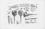 Van Beneden & Gervais (1880, pl. 62) Van Beneden & Gervais (1880, pl. 62)