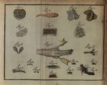 Sellius (1733, tabula 2 – kleur) Sellius (1733, tabula 2 – kleur)