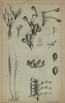 Westendorp (1843, pl. 1) Westendorp (1843, pl. 1)