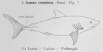 Lamniformes