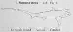 Gilson (1921, fig. 08) Gilson (1921, fig. 08)