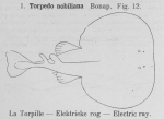 Torpediniformes