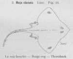 Gilson, G. (1921). Les poissons d'Ostende. 1re Edition. Société Anonyme belge d'Imprimerie: Bruxelles. 110 pp. Gilson, G. (1921). Les poissons d'Ostende. 1re Edition. Société Anonyme belge d'Imprimerie: Bruxelles. 110 pp.