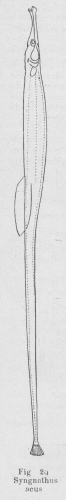Gilson (1921, fig. 29b)