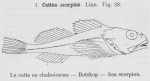 Gilson (1921, fig. 38) Gilson (1921, fig. 38)
