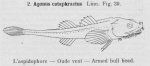Gilson (1921, fig. 39) Gilson (1921, fig. 39)
