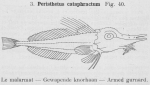 Gilson (1921, fig. 40) Gilson (1921, fig. 40)