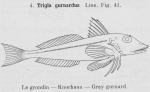 Gilson (1921, fig. 41) Gilson (1921, fig. 41)