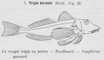 Gilson (1921, fig. 42) Gilson (1921, fig. 42)