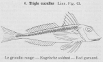 Gilson (1921, fig. 43) Gilson (1921, fig. 43)