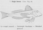 Gilson (1921, fig. 44) Gilson (1921, fig. 44)