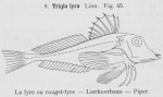 Gilson (1921, fig. 45) Gilson (1921, fig. 45)
