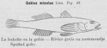 Gilson (1921, fig. 46) Gilson (1921, fig. 46)