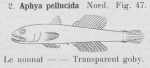 Gilson (1921, fig. 47) Gilson (1921, fig. 47)