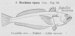 Gilson (1921, fig. 50) Gilson (1921, fig. 50)