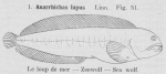 Gilson (1921, fig. 51) Gilson (1921, fig. 51)