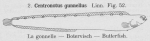 Gilson (1921, fig. 52) Gilson (1921, fig. 52)