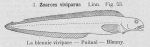 Gilson (1921, fig. 53) Gilson (1921, fig. 53)
