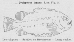 Gilson (1921, fig. 54) Gilson (1921, fig. 54)