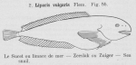 Gilson (1921, fig. 55) Gilson (1921, fig. 55)