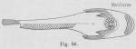 Gilson (1921, fig. 56) Gilson (1921, fig. 56)