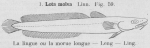 Gilson (1921, fig. 59) Gilson (1921, fig. 59)