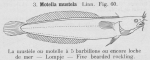 Gilson (1921, fig. 60) Gilson (1921, fig. 60)